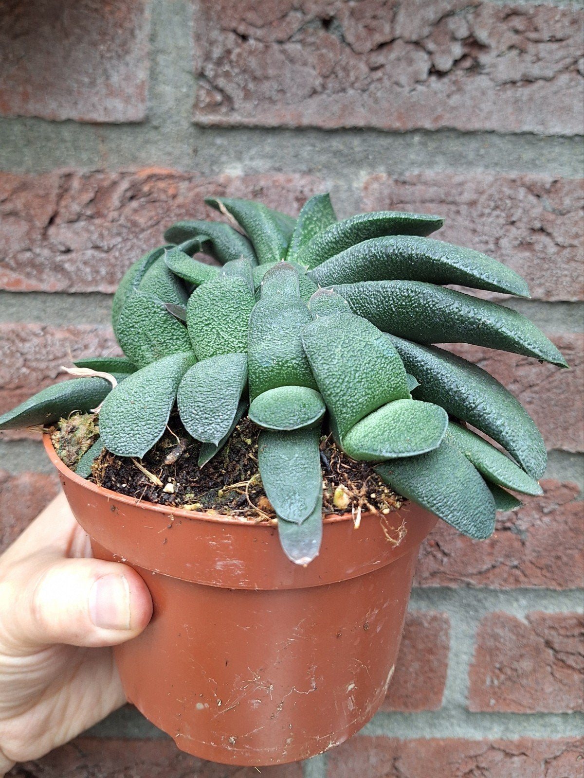 Gasteria armstrongii, Ophalen of Verzenden, Halfschaduw, Minder dan 100 cm