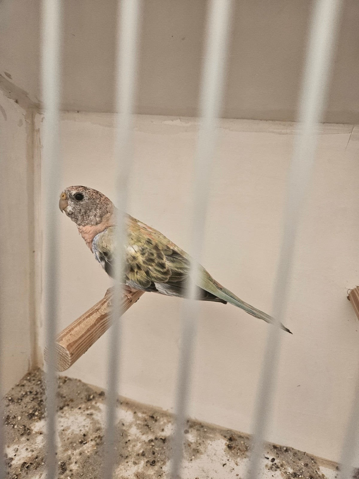 te koop mooie opaline gezoomde man bourkes parkiet, Mannelijk, Dwergpapegaai of Agapornis