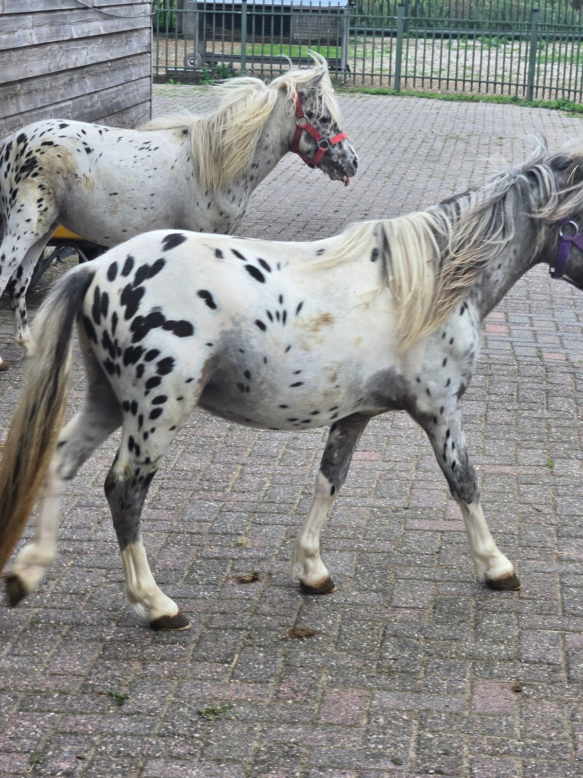 2 Fantastisch Leuke Mini Paardjes. Appaloosa, Zilverappel, Dieren en Toebehoren, Pony's, Niet van toepassing, 0 tot 2 jaar, Hengst