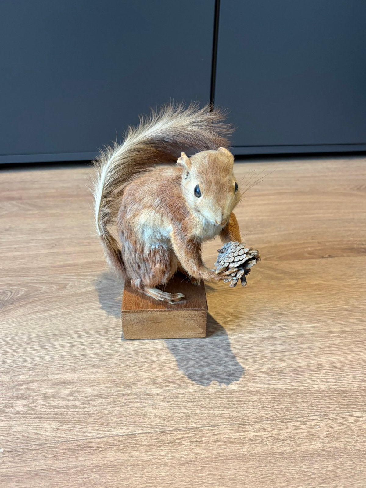 Opgezette eekhoorn op houten voet – vintage decoratie, Verzenden, Zo goed als nieuw, Wild dier, Opgezet dier