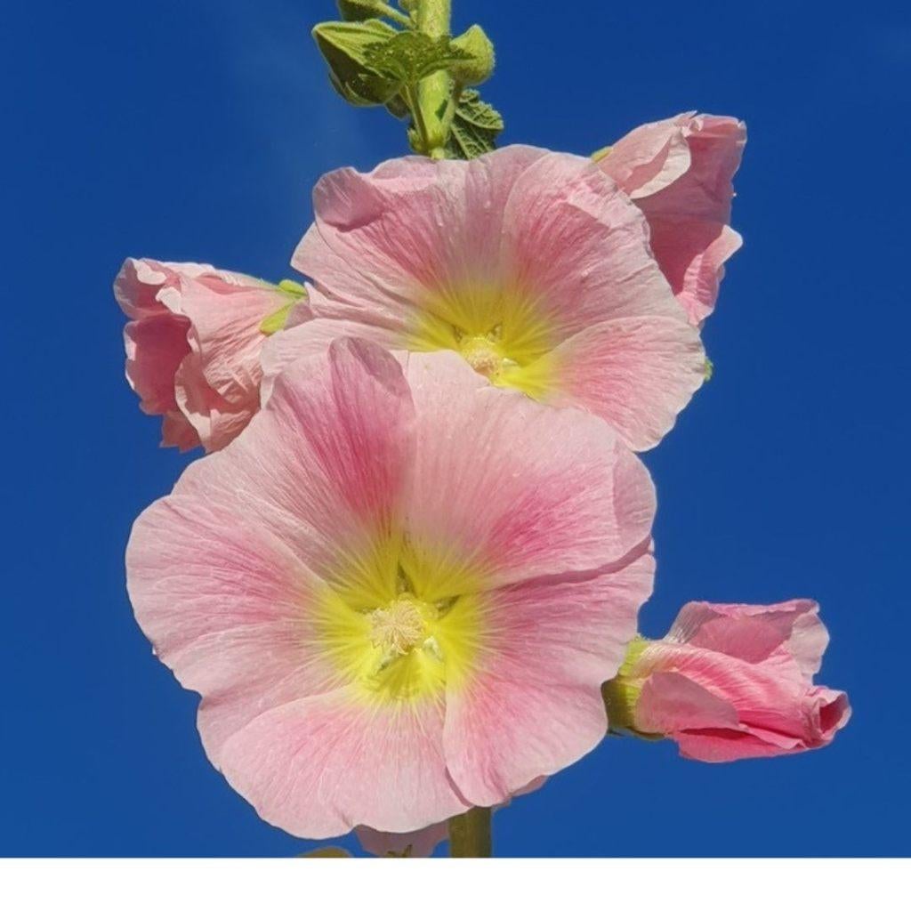 Stokroos licht rose | Bio zaden | zelf gewonnen | 2jarig | 5, Ophalen of Verzenden, Gehele jaar, Volle zon, Zaad