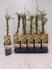 Lycium gezonde en probleemloze fruithaag Goji bes, Tuin en Terras, Planten | Struiken en Hagen, Ophalen of Verzenden, Overige soorten