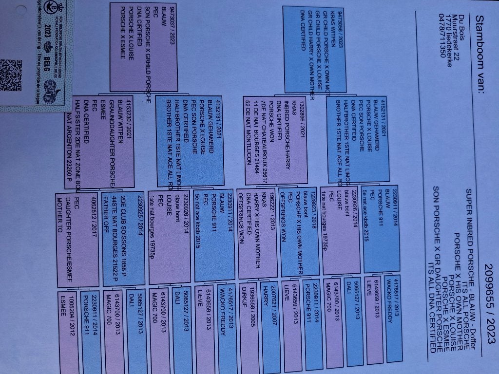 duiven, Meerdere dieren, Postduif