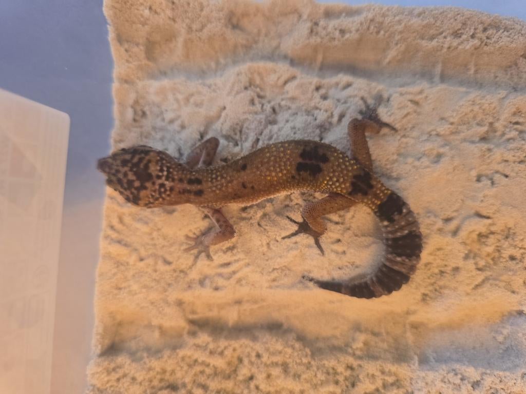 Gezocht eieren van baardagaam, luipaardgekko, halsbandleguaa, Hagedis, 0 tot 2 jaar