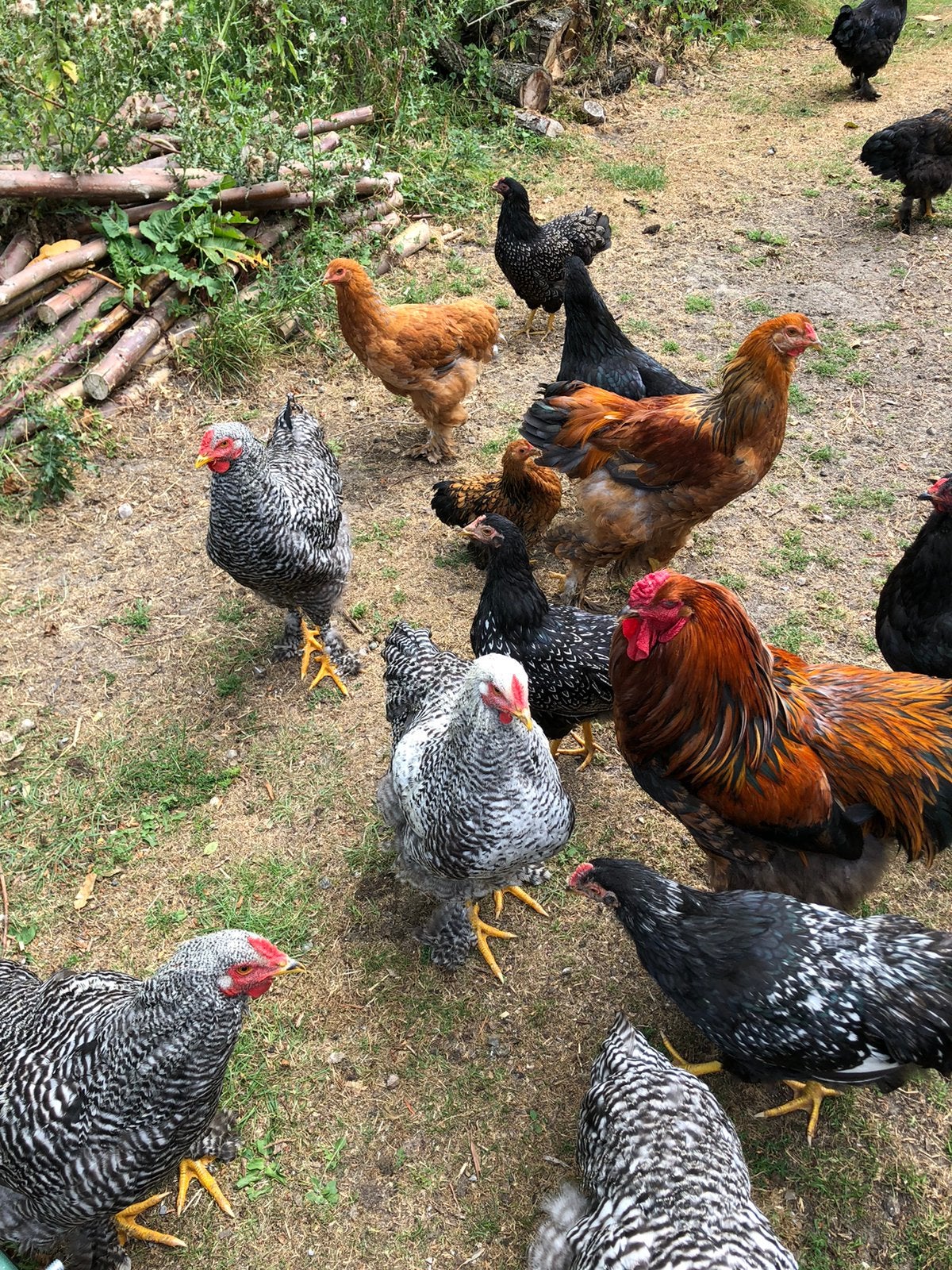 Vriendelijk jong haan Brahma Amrock Barnevelder Kleurleggers, Dieren en Toebehoren, Pluimvee, Mannelijk, Kip