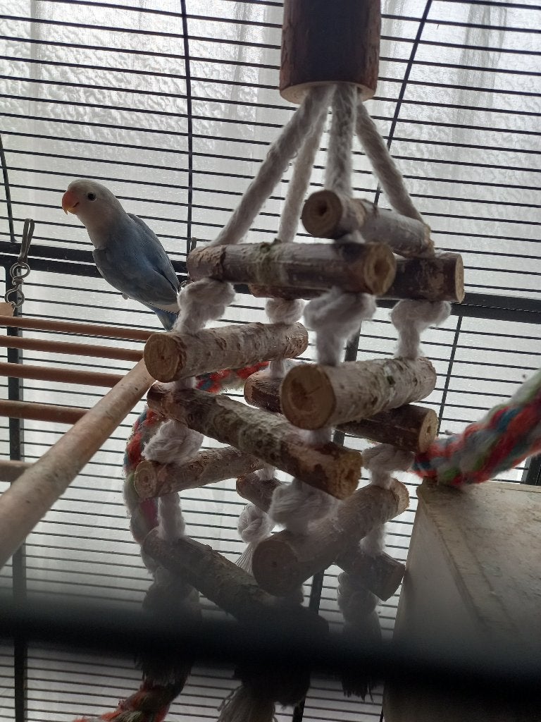 Te koop agapornissen, Dieren en Toebehoren, Vogels | Parkieten en Papegaaien, Meerdere dieren, Dwergpapegaai of Agapornis