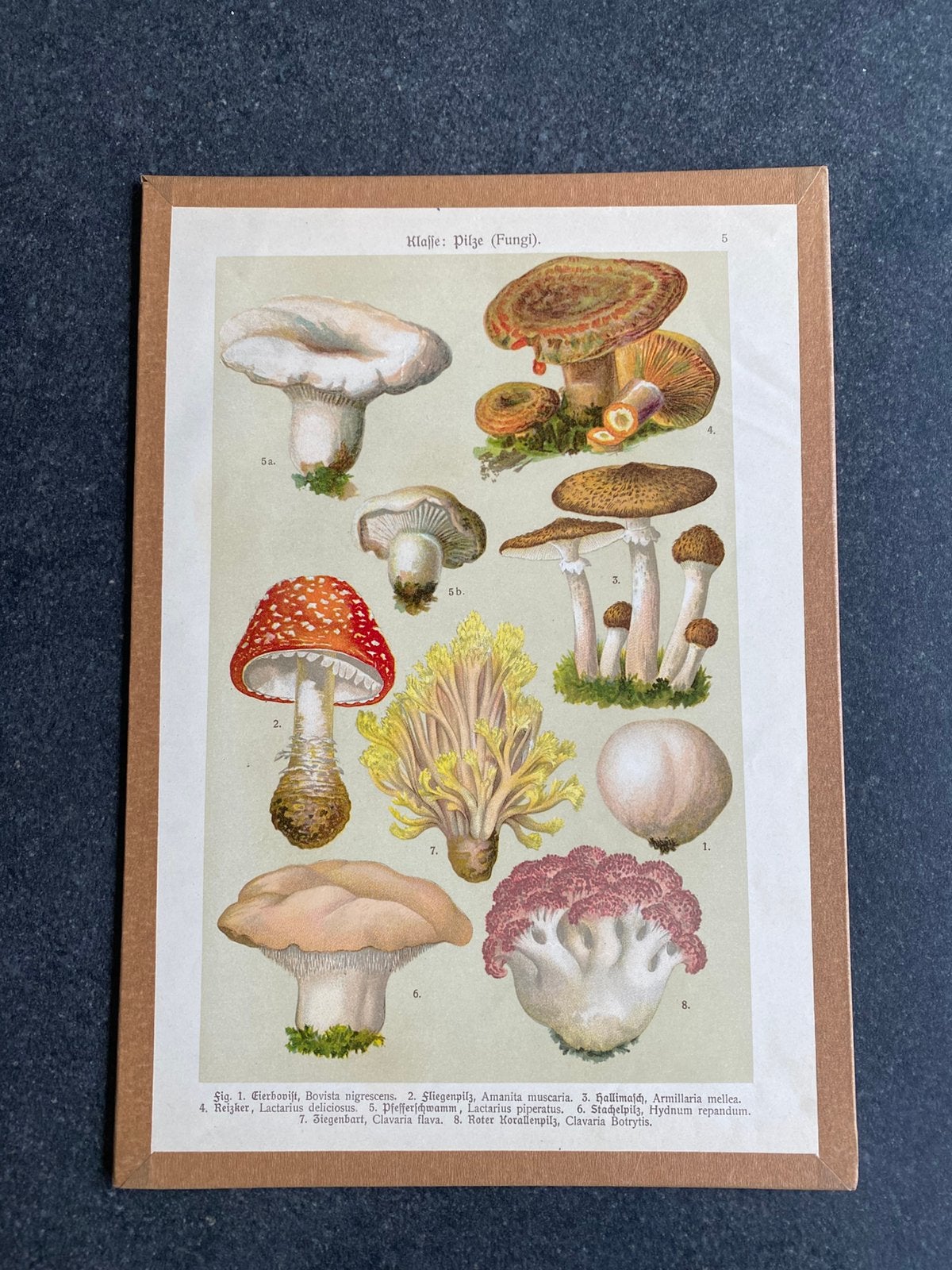 Soorten prenten paddestoelen 20x29 cm pst 5 euro uitzoeken, Antiek en Kunst, Antiek | Schoolplaten, Ophalen of Verzenden, Natuur en Biologie