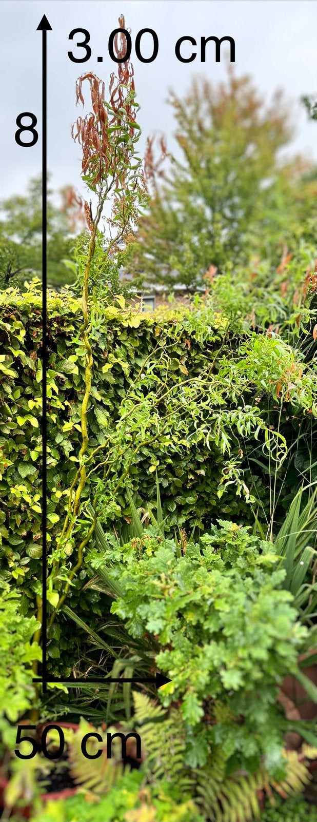 Tuin plant 8, Ophalen, Overige soorten, Struik, 100 tot 250 cm