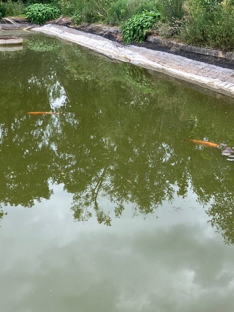 Koi karpers, volwassen 70 cm, Karper of Koi