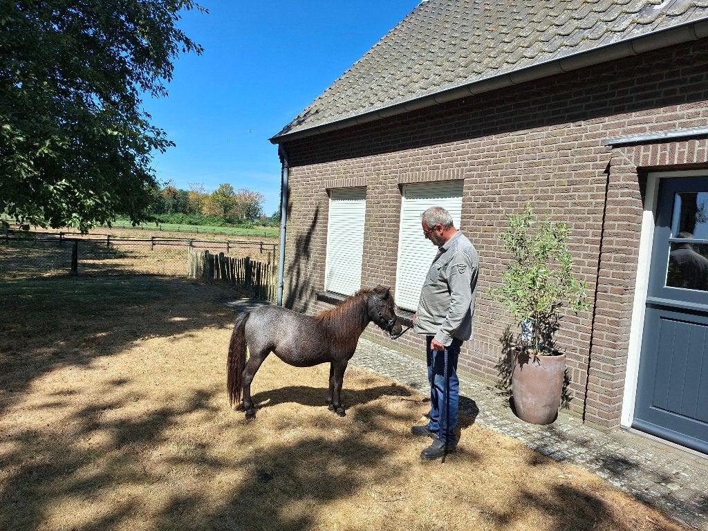 Zeer mooi braaf paardje, Dieren en Toebehoren, Merrie, Niet van toepassing, 0 tot 2 jaar, A pony (tot 1.17m)