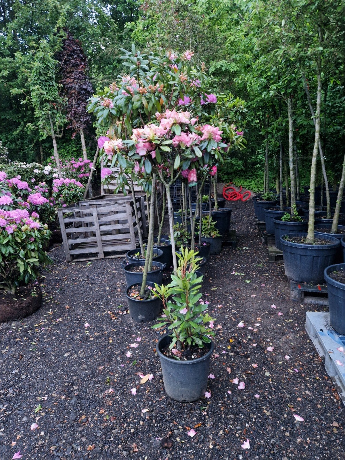 Rhododendrons op stam - Diverse kleuren beschikbaar, Tuin en Terras, Vaste plant, Halfschaduw, Lente, Ophalen