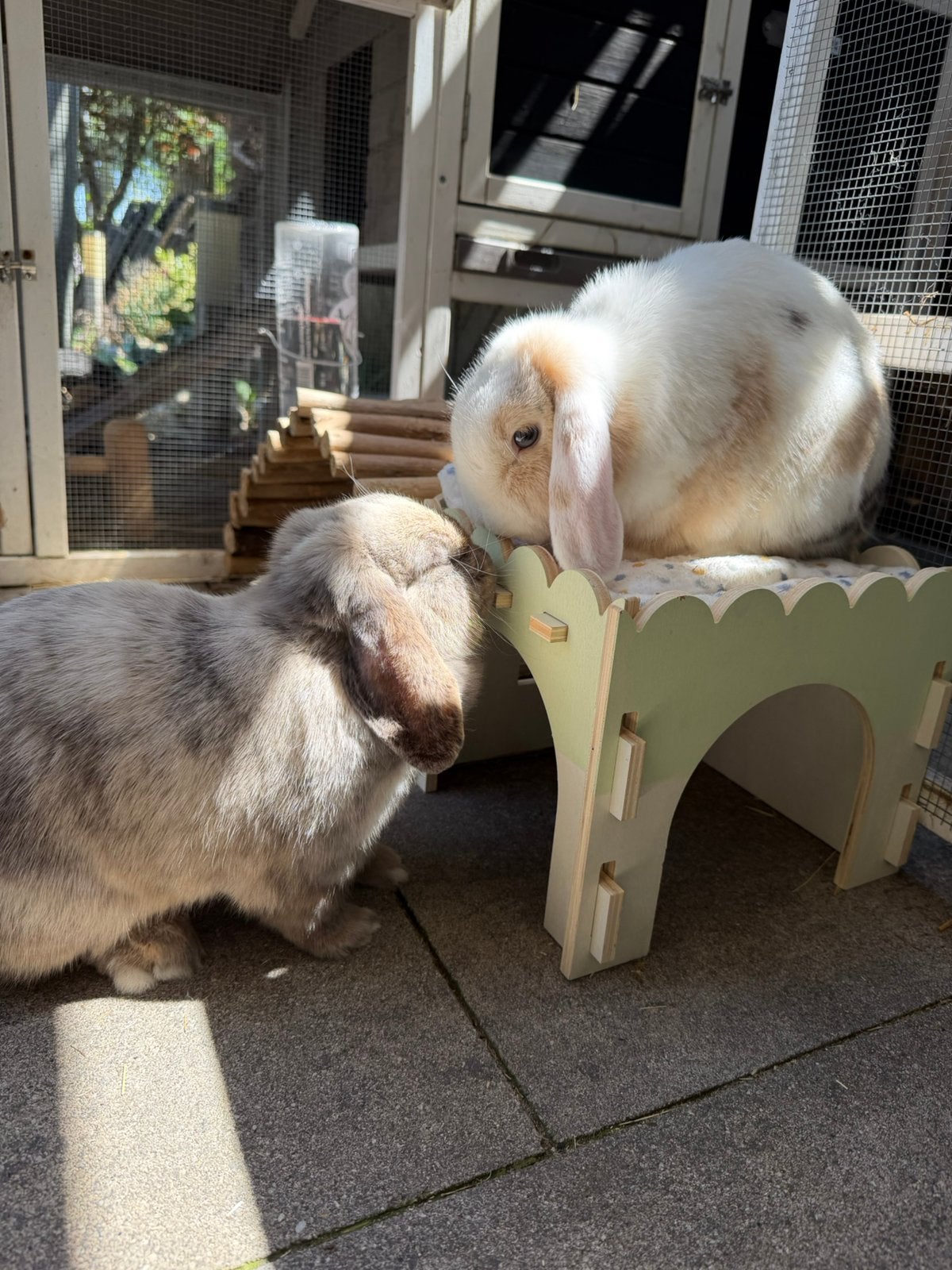Koppeltje konijnen (gacastreerd mannetje+voedster), Meerdere dieren, Middelgroot, Hangoor, 3 tot 5 jaar