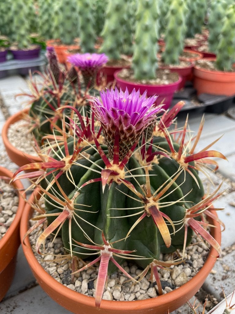 Cactus Ferocactus Latispinus potmaat 16cm schaal, Ophalen of Verzenden, Minder dan 100 cm, Bloeiende kamerplant, Volle zon
