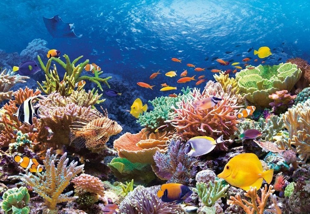 Vissen en koralen GEZOCHT, Dieren en Toebehoren, Vissen | Aquariumvissen, Overige typen