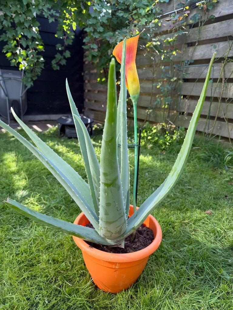 Planten, Ophalen, Vetplant, Halfschaduw, In pot