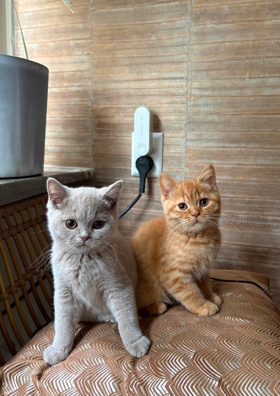 Foto 3 van Wij mogen verhuizen! Prachtige kittens met stamboom