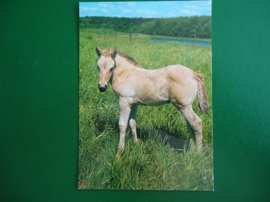 (2002) Dierenkaart: VEULEN, Verzenden, 1980 tot heden, Ongelopen, Paard