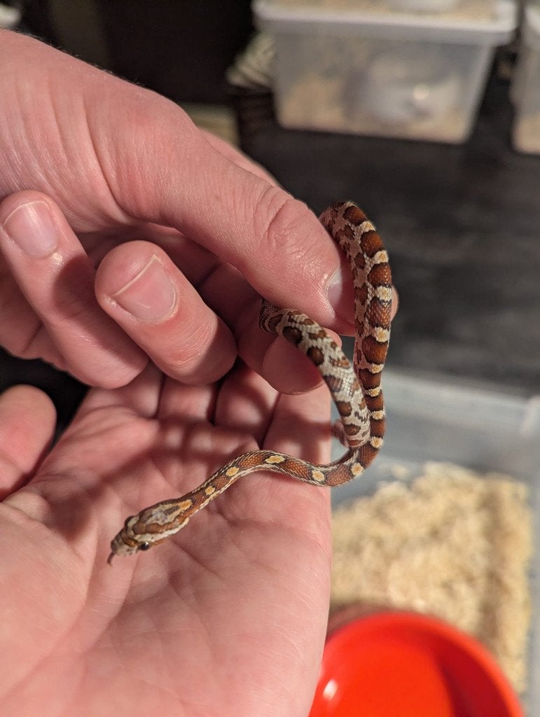 Baby rode rattenslang nakweek '25 Corn Snake photo 2