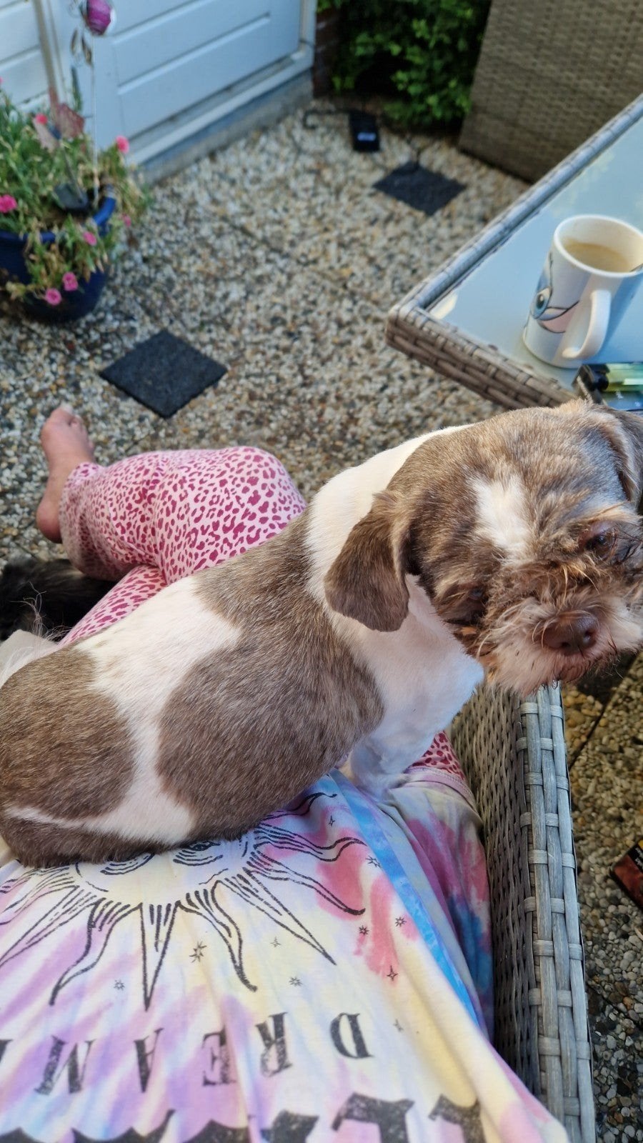 verwacht een nestje in oktober raszuivere shih tzu pups, Overige rassen, 8 tot 15 weken, Meerdere, Meerdere dieren
