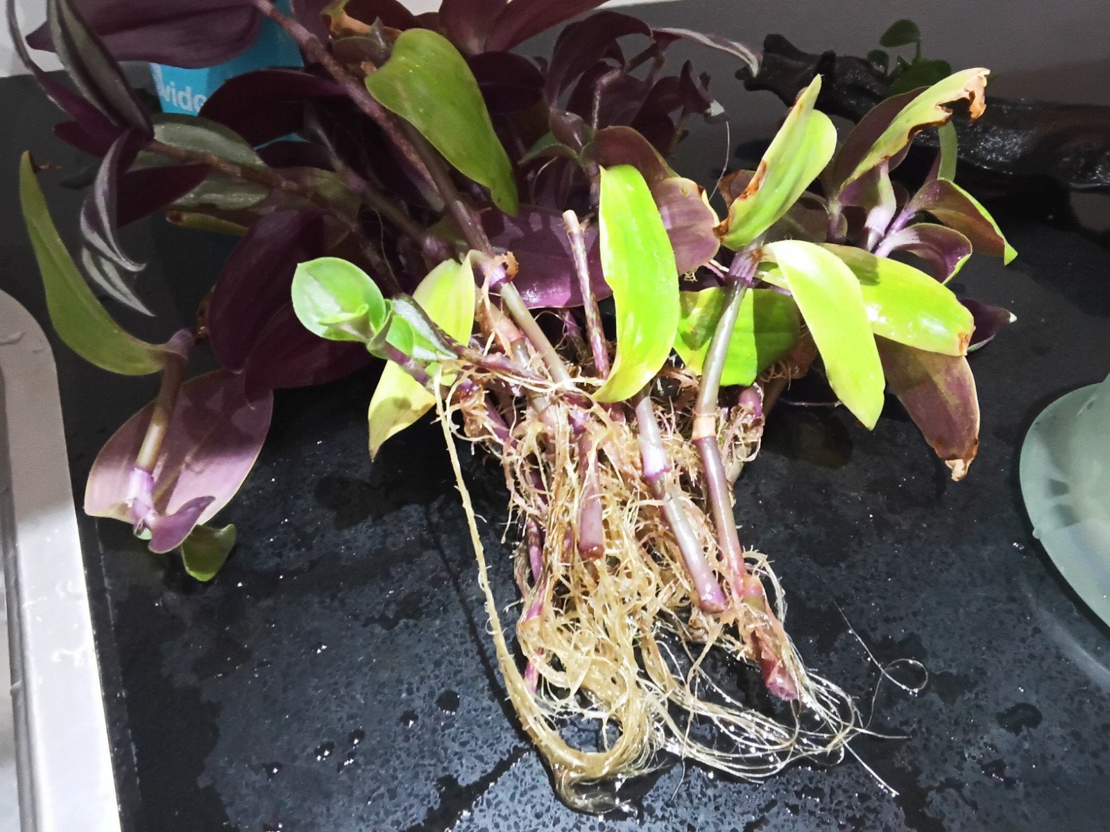 Tradescantia stekjes - Paarse en groene variant, Huis en Inrichting, Bloeiende kamerplant, Ophalen of Verzenden, Halfschaduw, Minder dan 100 cm