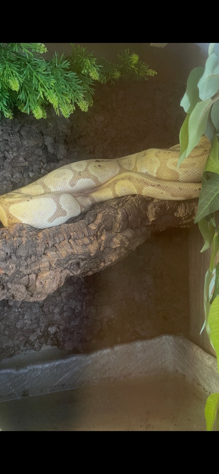 Banna morph konings python (python regius) Ball Python photo 7
