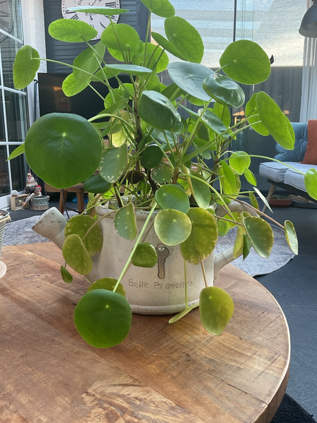 Mooie grote pannenkoekplant in stenen gieter. NU 9,95€!, Ophalen, In pot, Halfschaduw, Minder dan 100 cm