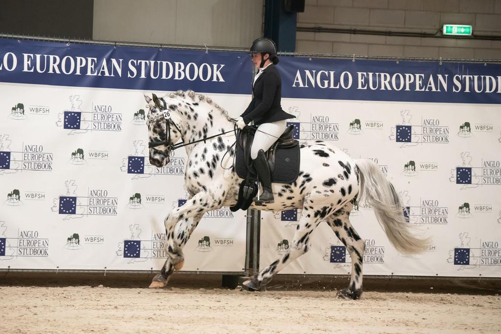 Ter dekking aangeboden: Goedgekeurde appaloosa dekhengst, Dieren en Toebehoren, Hengst