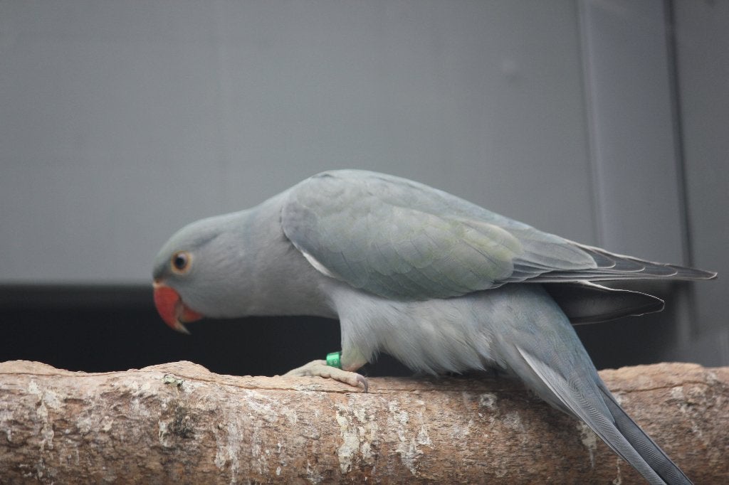 Halsband, Zonparkiet, Kaketoe..., Meerdere dieren, Papegaai, Geringd