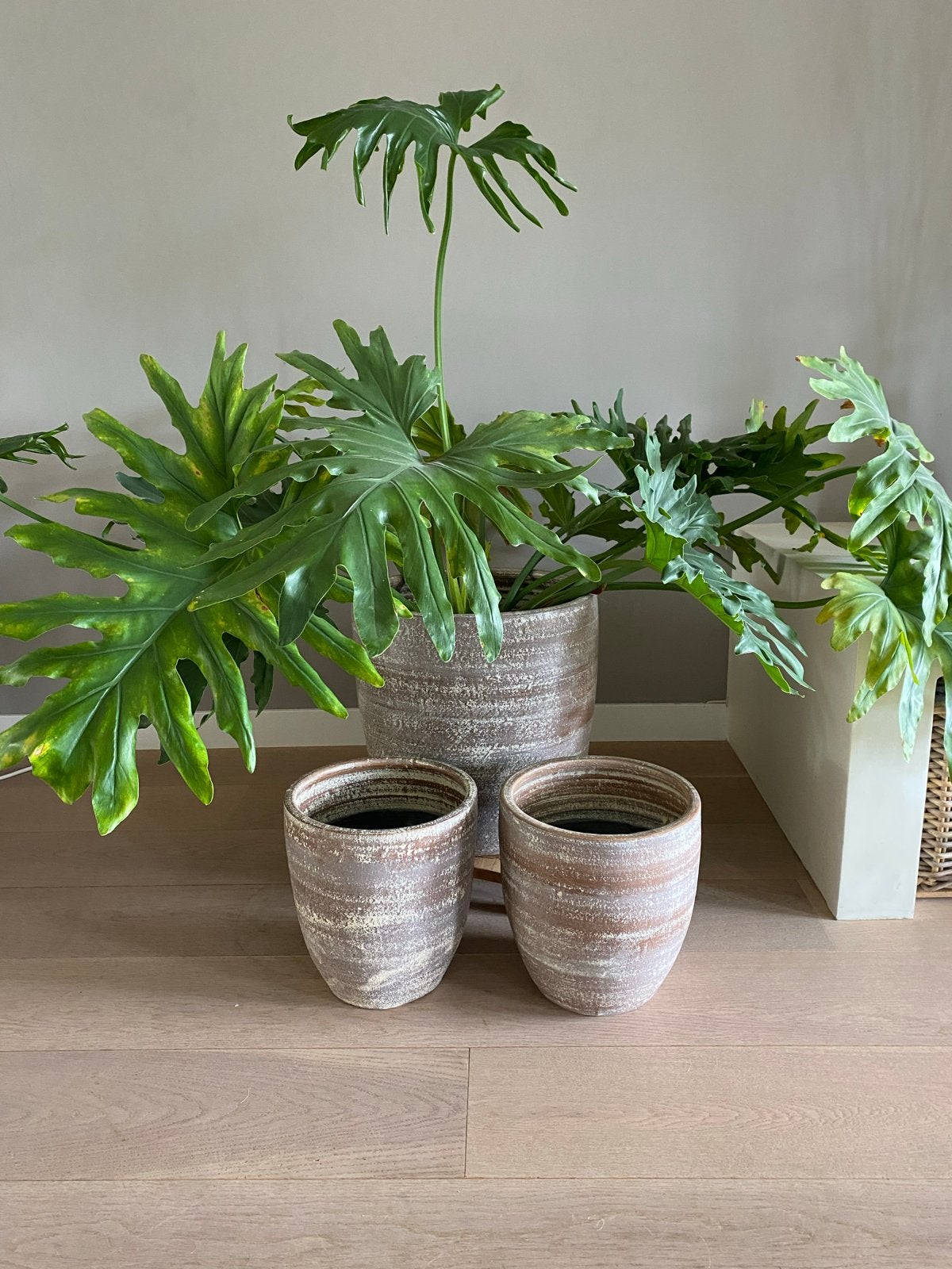 Grote plant met 3 potten, Ophalen, Gebruikt, Beige, Modern