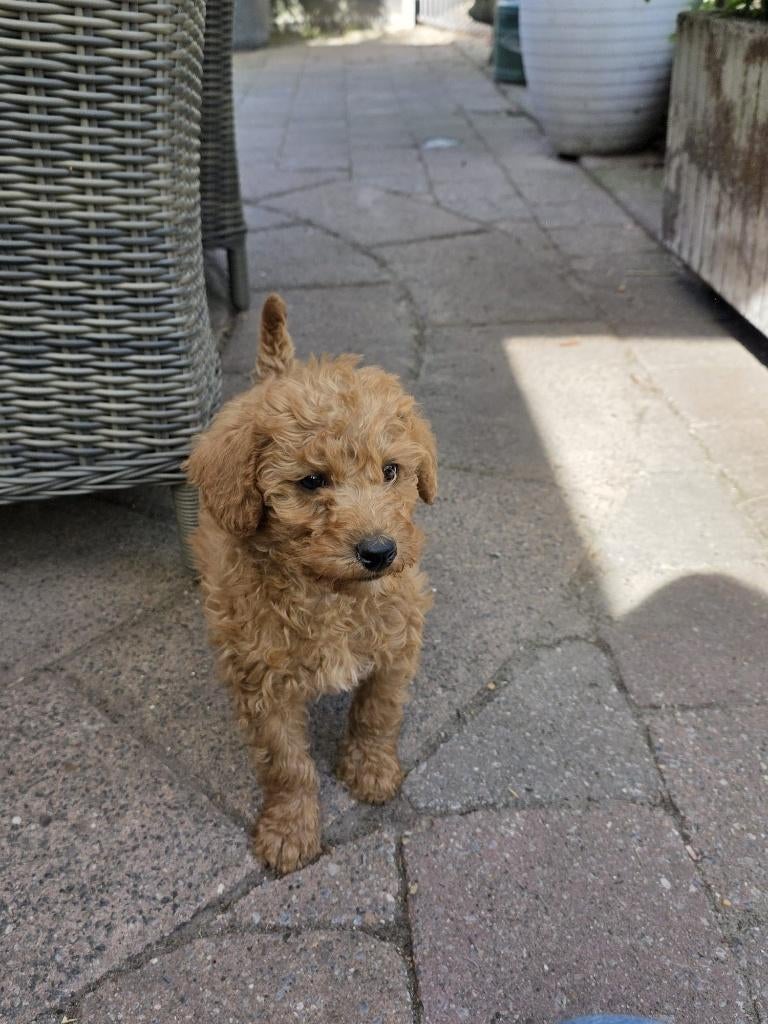 maltipoo x Labradoodle (Medium), Parvo, Overige rassen, 8 tot 15 weken, Meerdere