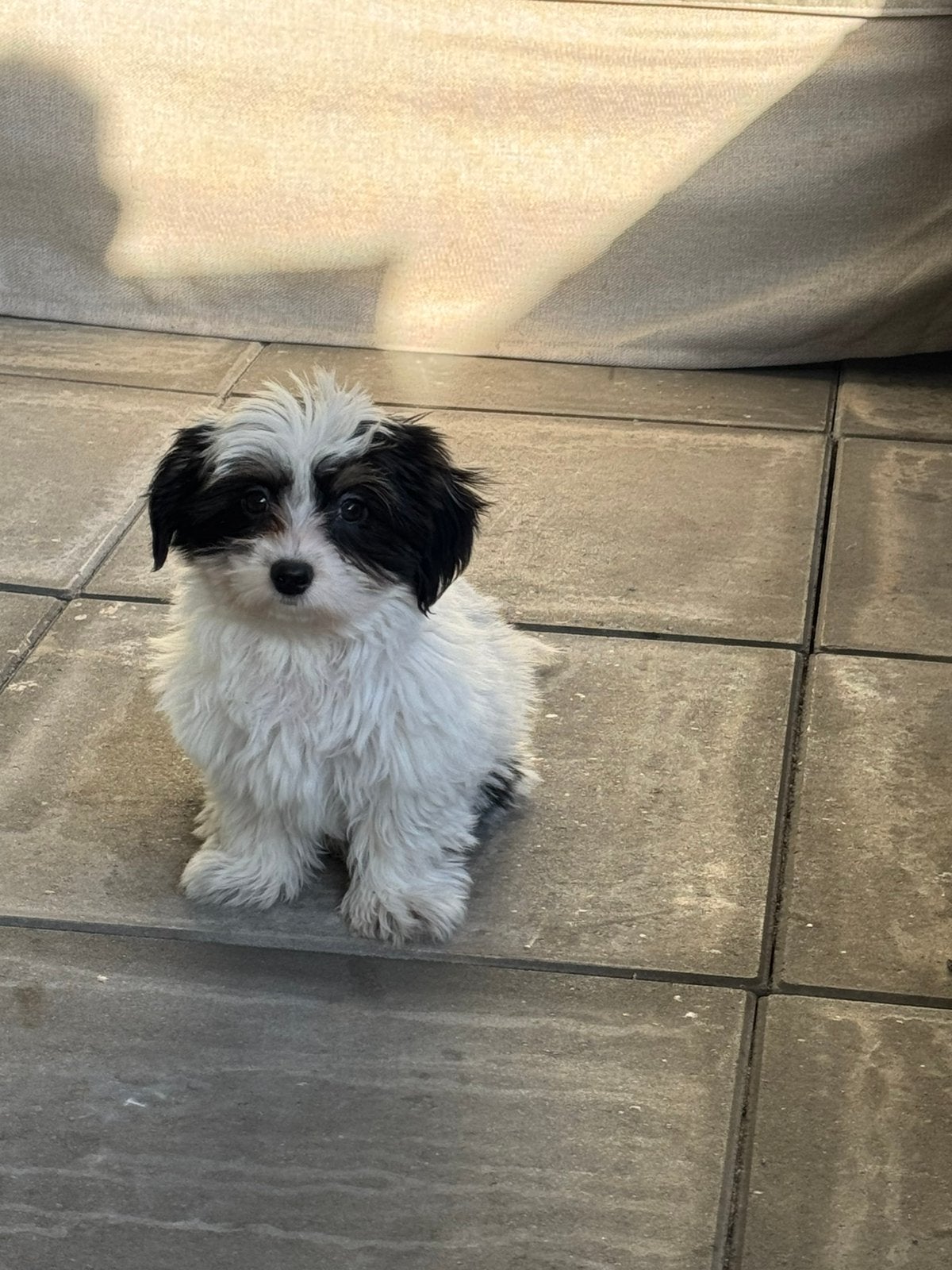 Boomer (Malthezer / ShiShu) 13 weken, Reu, 8 tot 15 weken, Eén hond, CDV (hondenziekte)