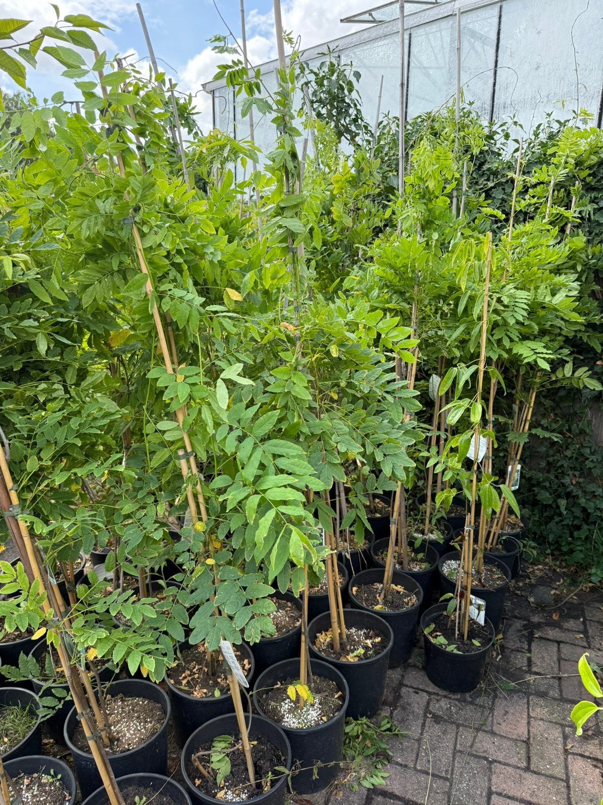 Wisteria of blauwe regen div maten en kleuren en prijzen, Tuin en Terras, Ophalen, Eenjarig, Overige soorten, Volle zon
