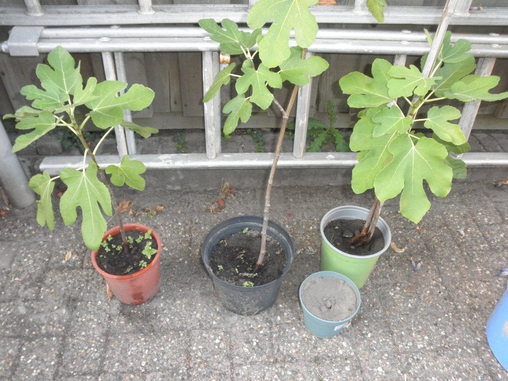 Vijgenboom 50 cm hoog, Bloeit niet, Overige soorten, Minder dan 100 cm, Ophalen