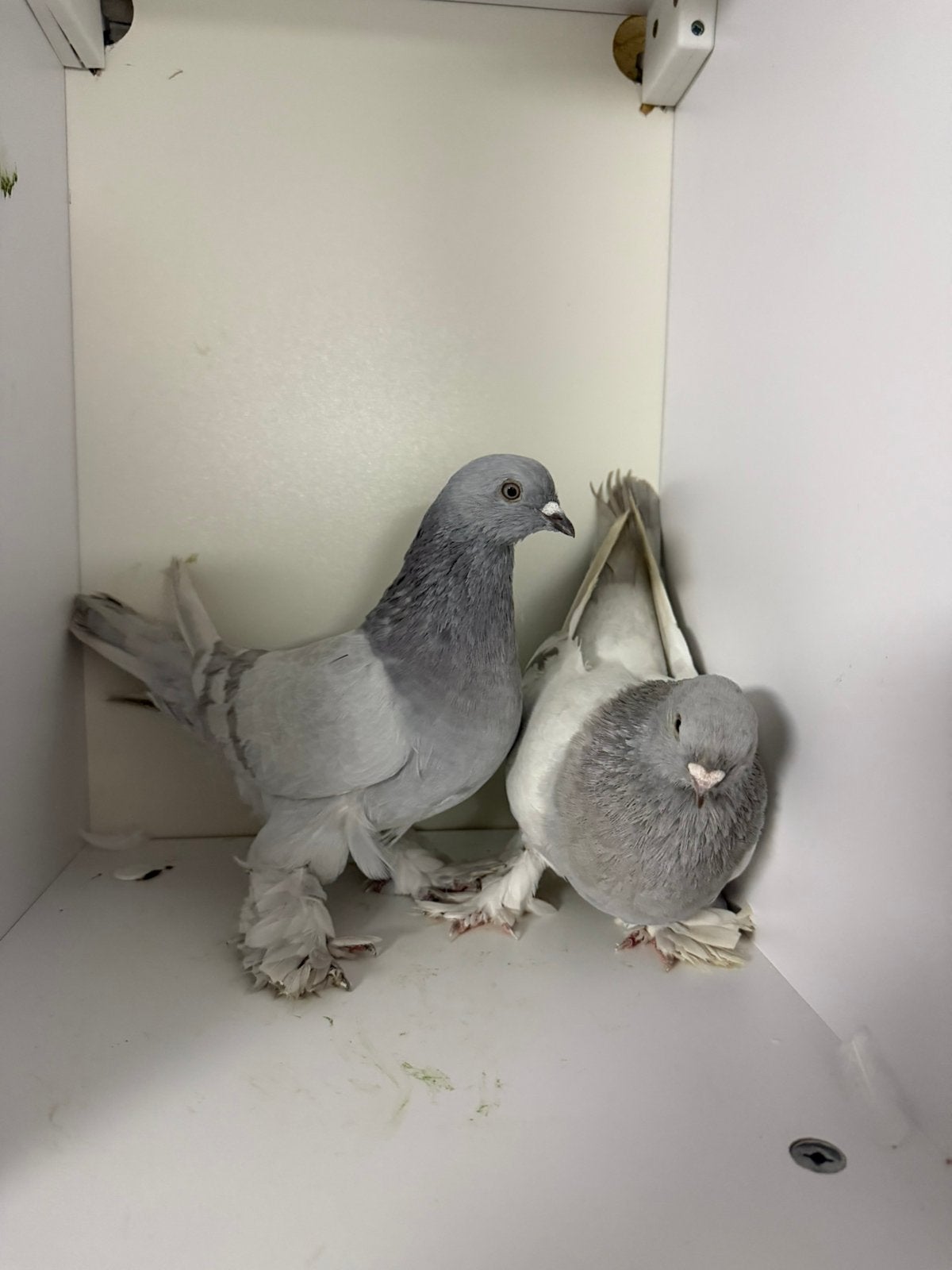 Hoogvlieger uzbekische duiven rollers, Meerdere dieren, Papegaai