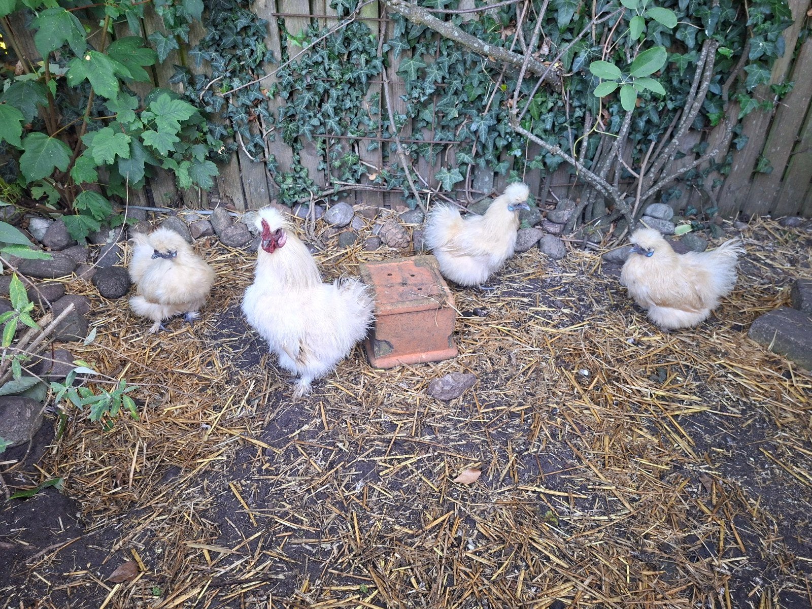 5 Hele mooie zijdehoenkrielen, citroen kleur🐔🍋, Dieren en Toebehoren, Meerdere dieren, Kip