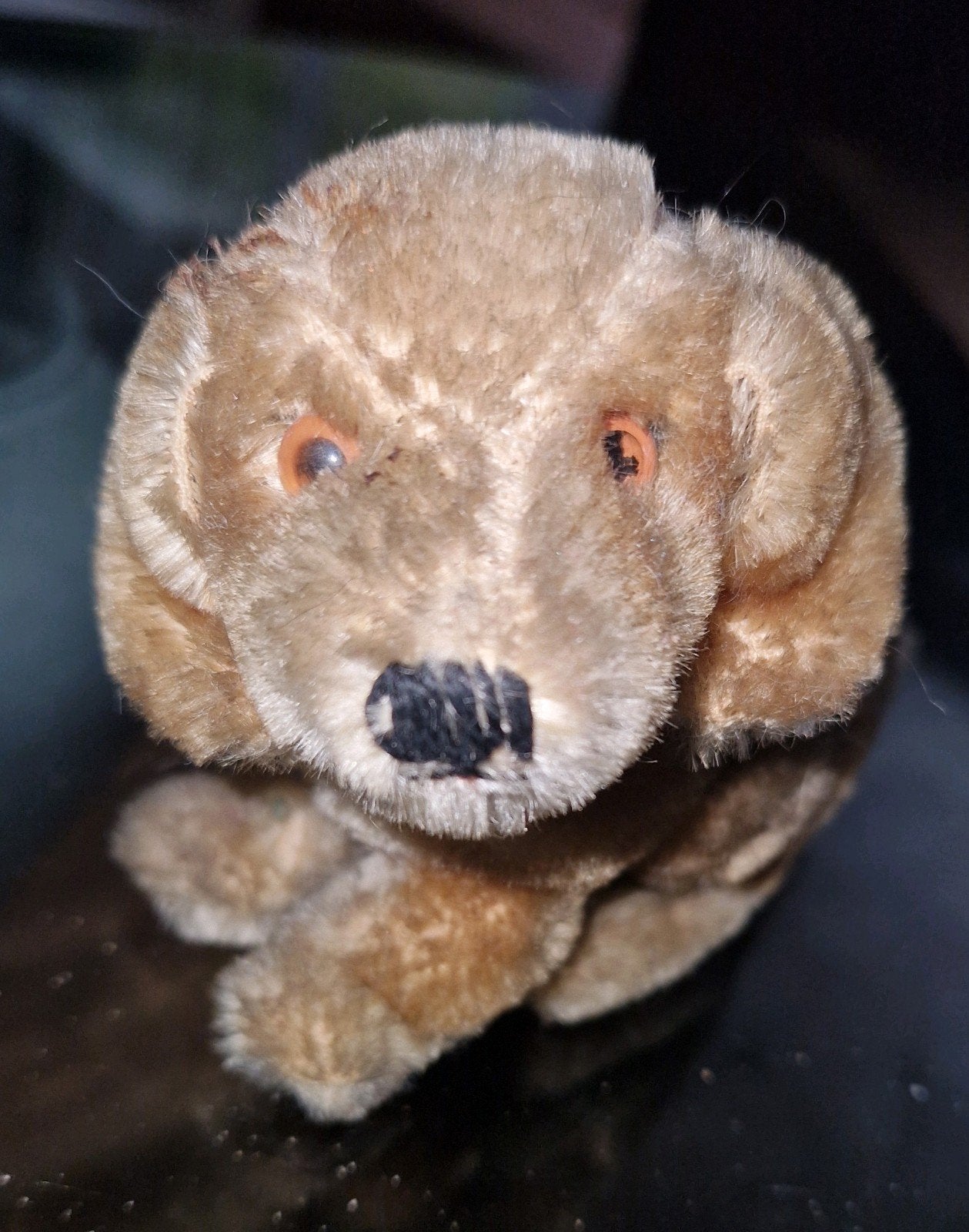 Vintage Steiff hondje met knop in oor jaren 50/60s, Ophalen of Verzenden