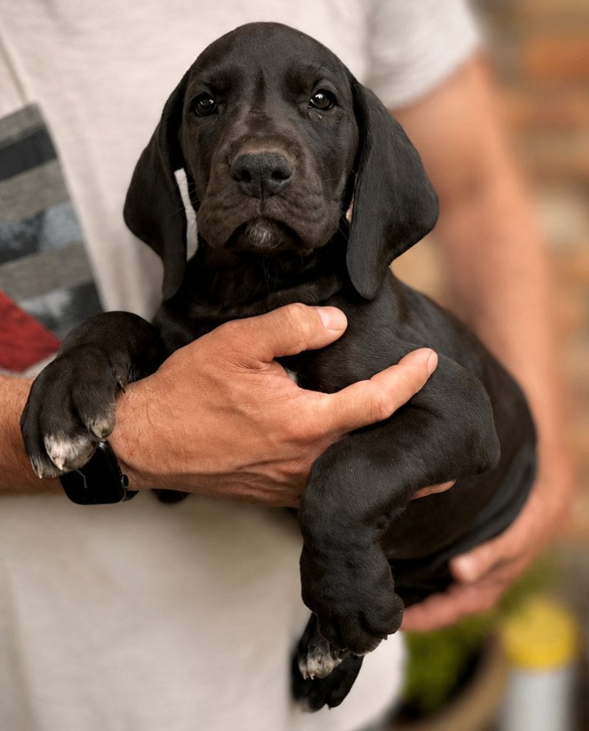 Laatste twee Duitse Dog pups beschikbaar, Dieren en Toebehoren, Honden | Bulldogs, Pinschers en Molossers, Meerdere dieren, Overige rassen