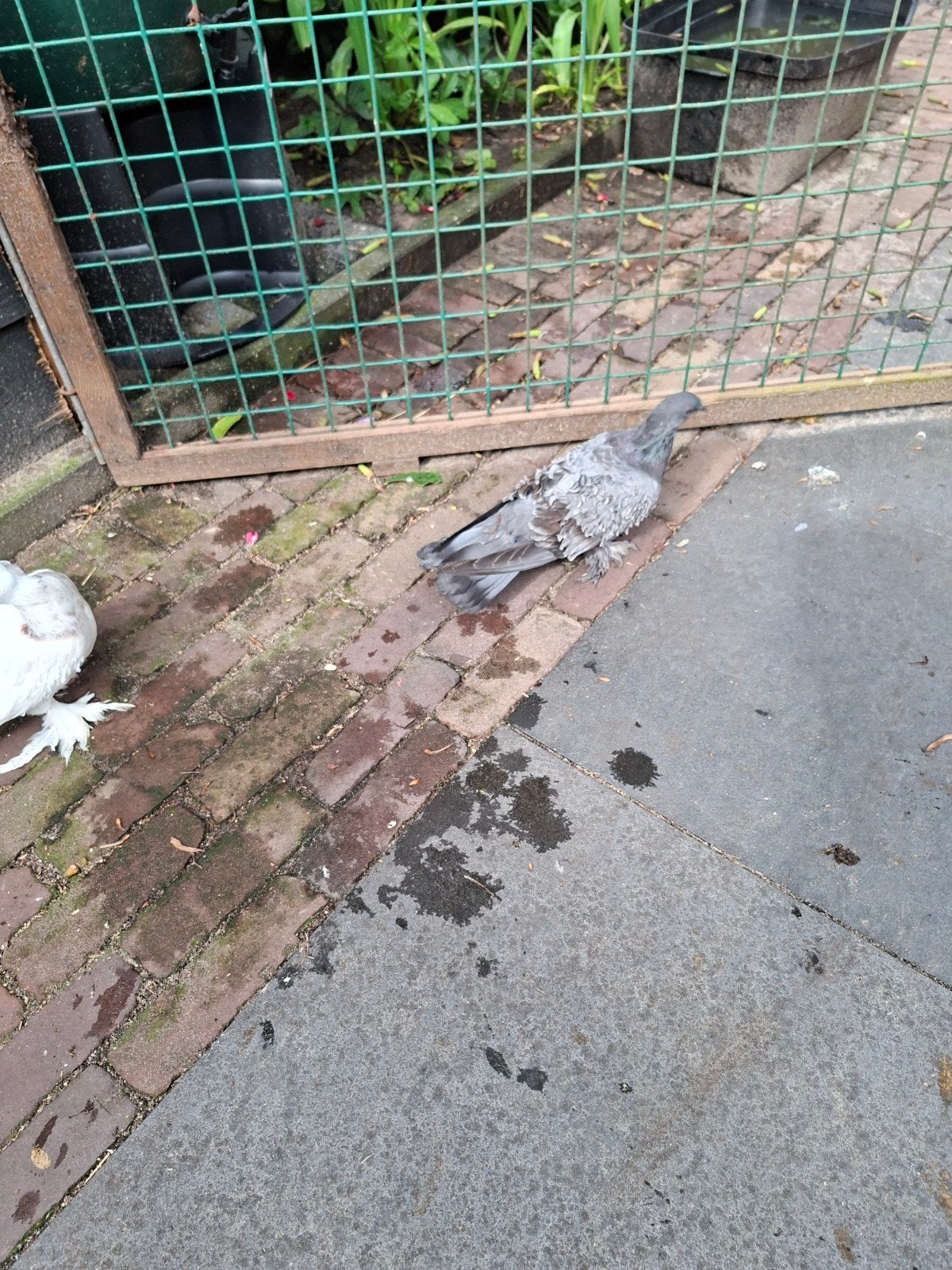 2 mooie jonge krulduiven, Mannelijk