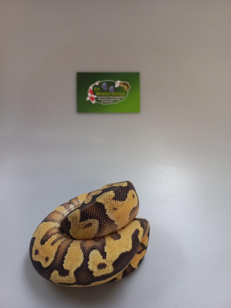 Python regius Ball Python - unknown for sale from De Waterlelie BV