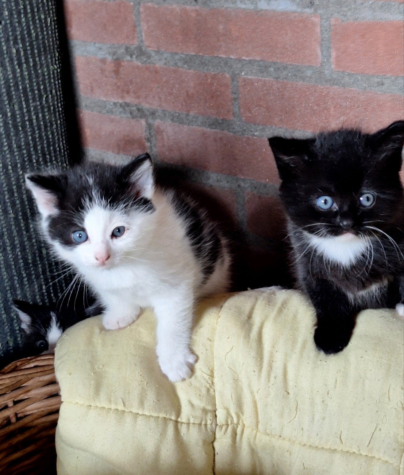 Prachtige kittens. Zwarte en zwart/witte. Ontwormd en ontvl.