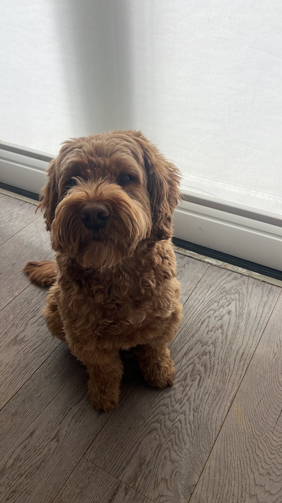 Gastgezin gezocht Labradoodle, Particuliere oppas