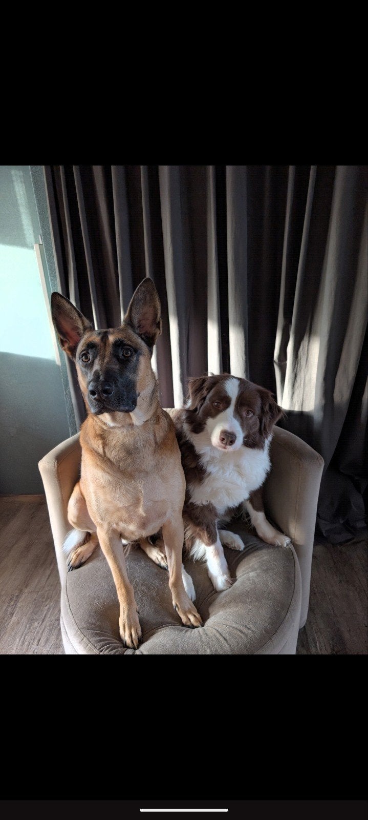 mechelse/ turkse herder en een aussie, Reu, Meerdere, 3 tot 5 jaar, Herder