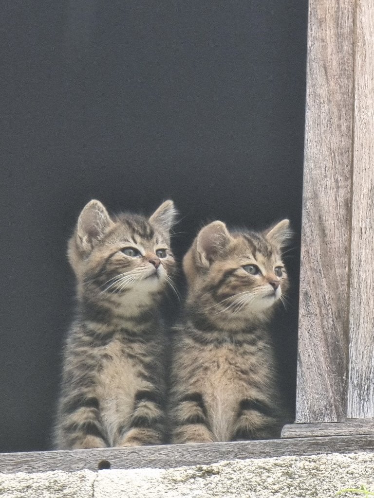 Kittens (4), Meerdere dieren, Ontwormd, 0 tot 2 jaar