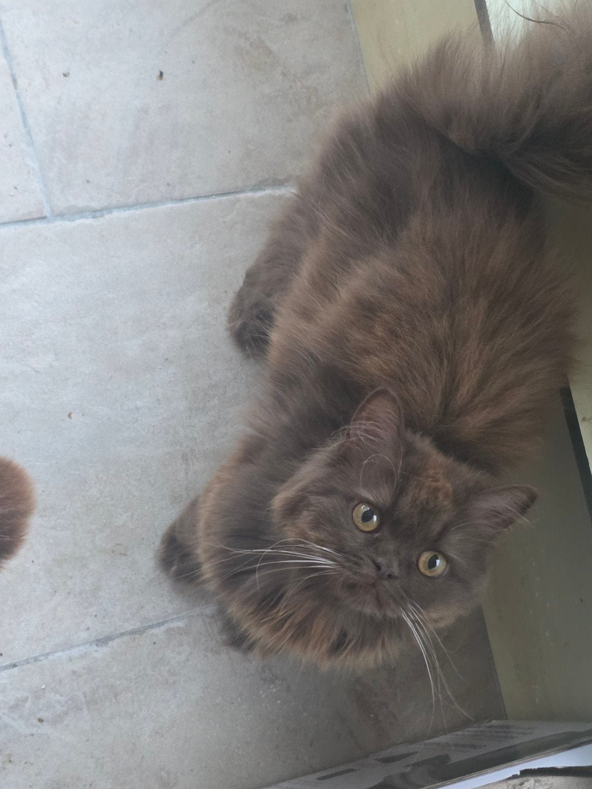 onze lieve poes britse langhaar, Dieren en Toebehoren, Katten en Kittens | Raskatten | Langhaar, Poes, Ontwormd, 0 tot 2 jaar