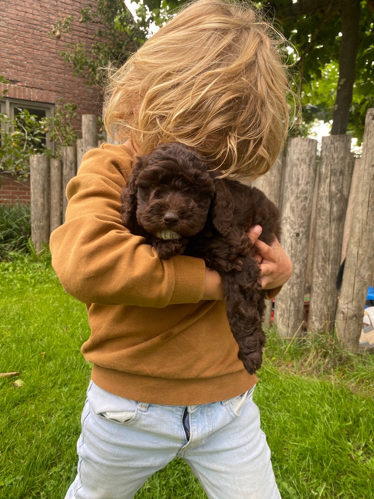MINI x kleine Medium Aus labradoodle puppy’s Choco & Zwart, Parvo, Overige rassen, 8 tot 15 weken, Meerdere