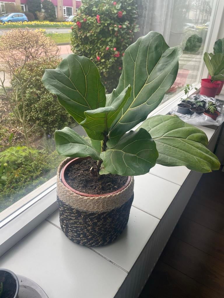 Ficus Lyrata (Tabaksplant) - Grote bladeren, decoratief, Ophalen, Ficus, Halfschaduw, Minder dan 100 cm