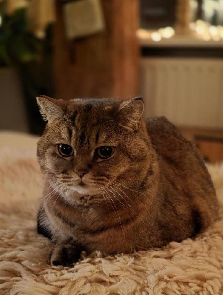 Britse korthaar, Meerdere dieren, Met stamboom, 3 tot 5 jaar