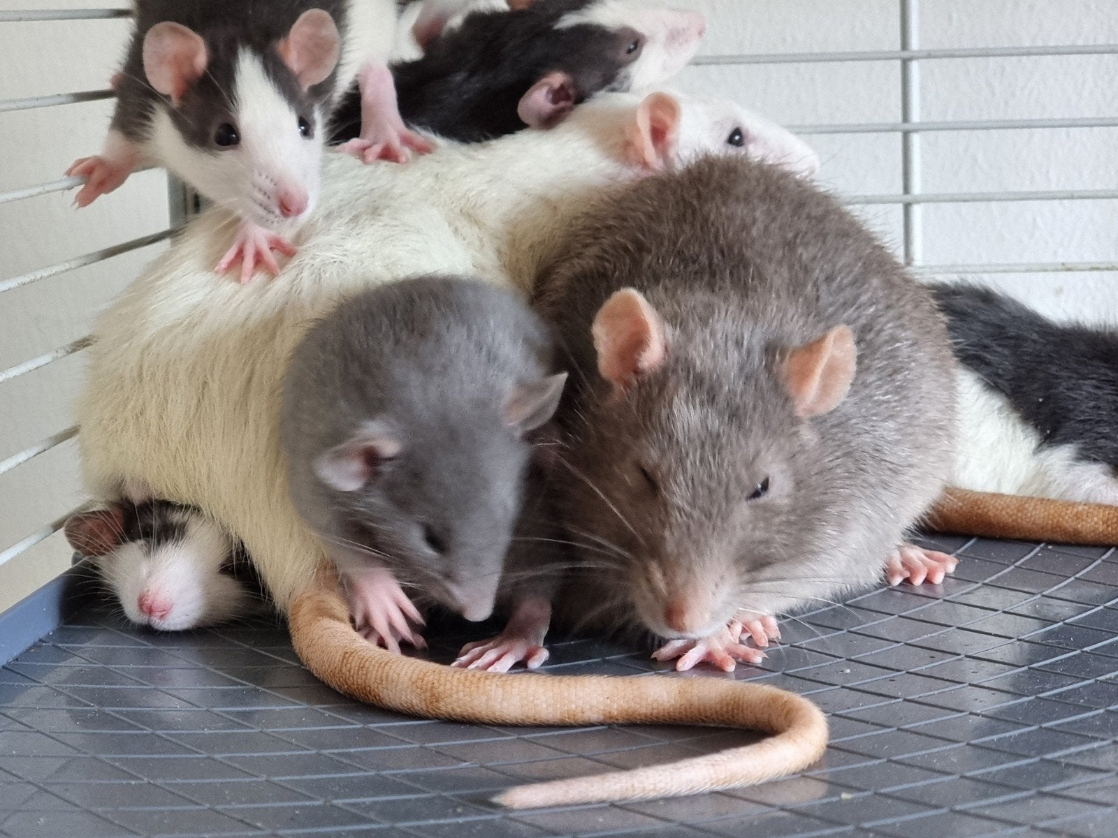 Jonge rittens, ratjes uit huiselijke sfeer en handtam, Dieren en Toebehoren, Rat, Augustus, Meerdere dieren, Tam