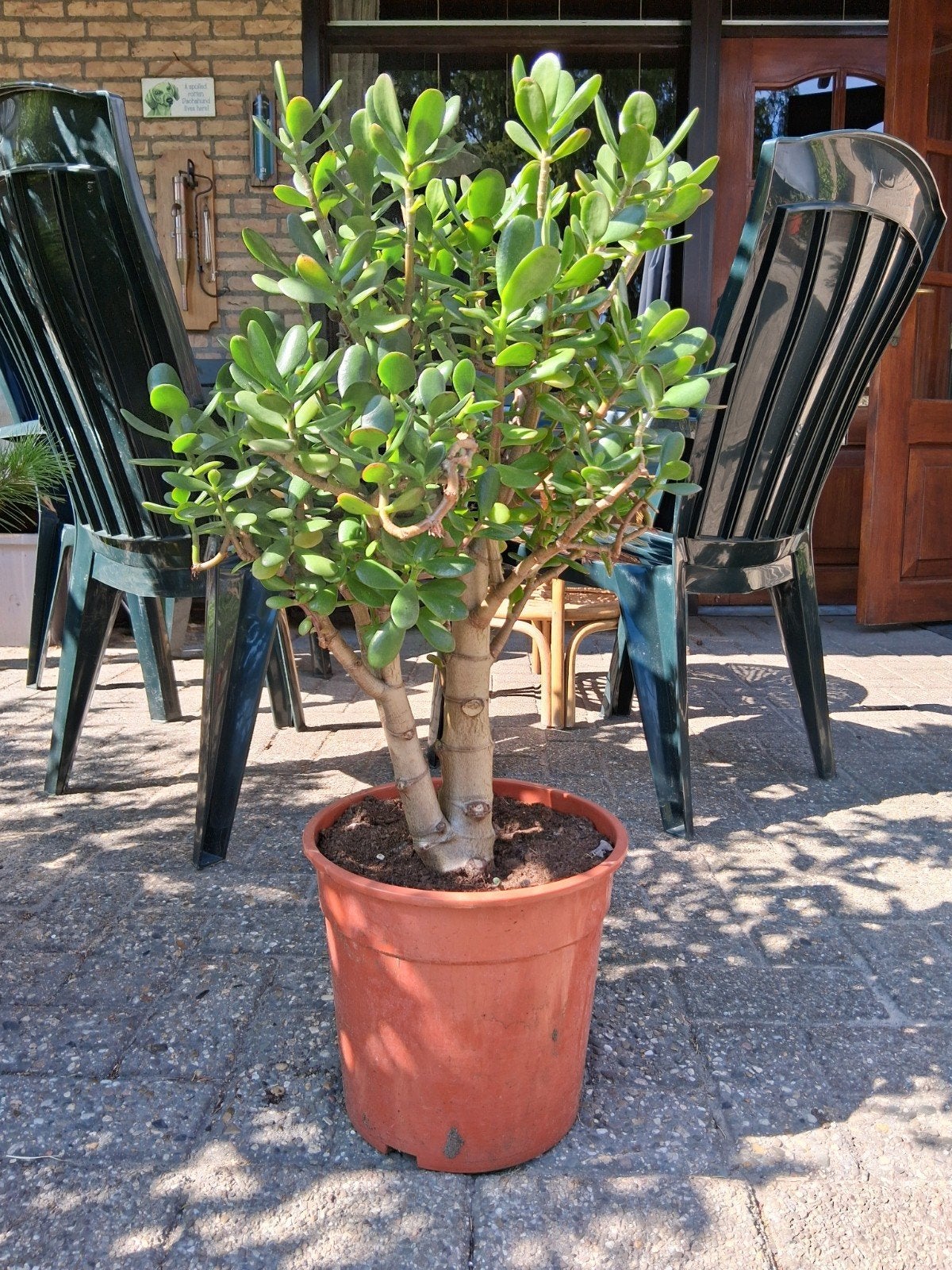 Crassula ovata, jadeplant, geldboom,geluksplant, Ophalen, Volle zon, Overige soorten, Minder dan 100 cm