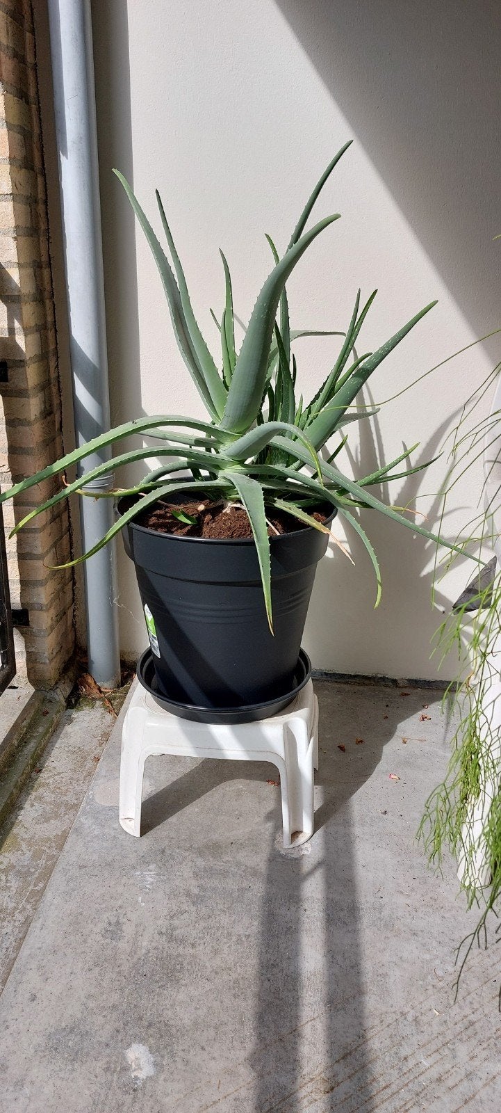 Prachtige Aloë vera, erg groot, Huis en Inrichting, Kamerplanten, Ophalen, In pot, Halfschaduw, 100 tot 150 cm